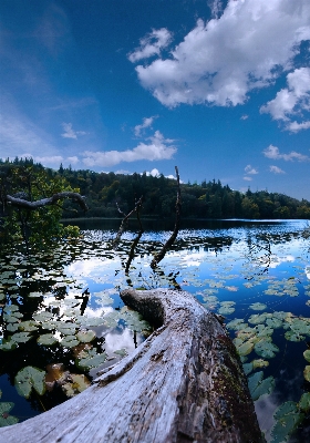 Landscape sea coast tree Photo