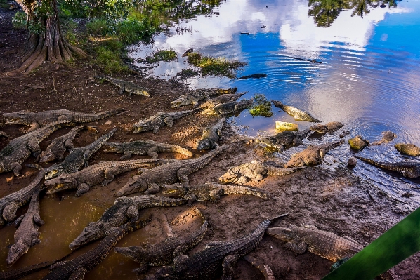 Sea coast tree water Photo