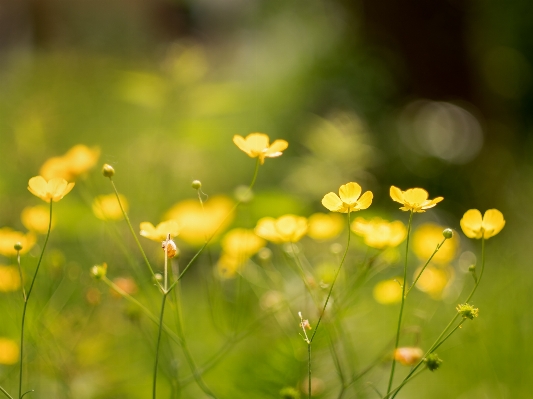 Nature grass blossom dew Photo