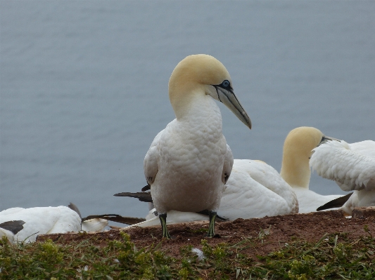 Foto Natura uccello bianco animale