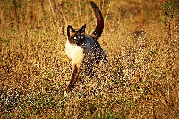 草 草原
 野生動物 子猫 写真