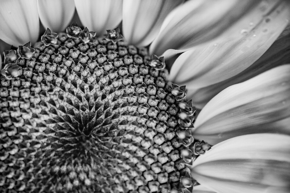 En blanco y negro
 planta fotografía