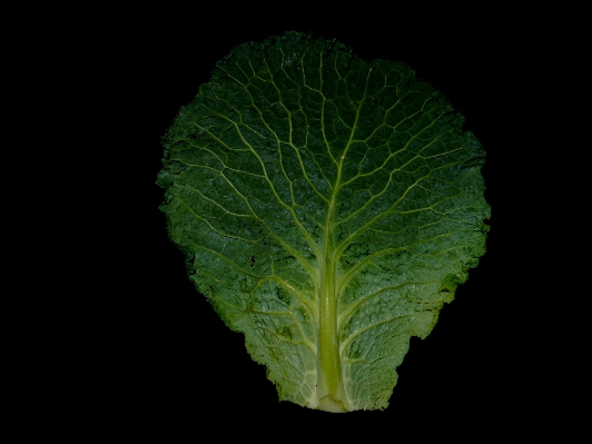 Foto Pianta foglia fiore cibo