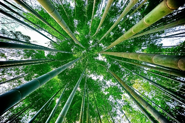 木 森 ブランチ 植物 写真