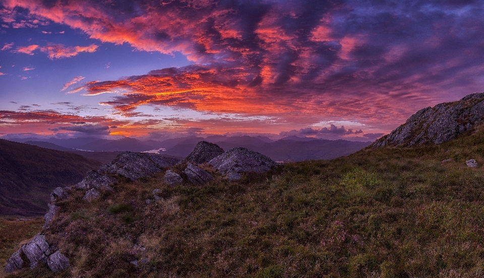 Paesaggio albero natura erba