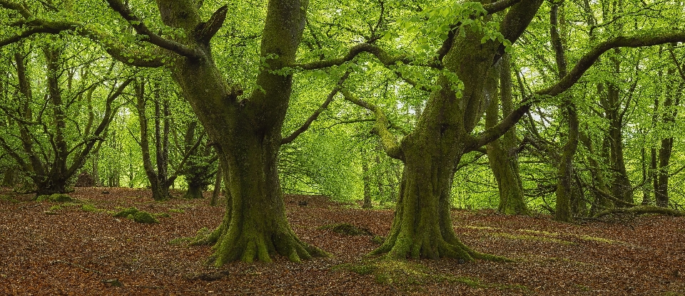 Landscape tree nature forest