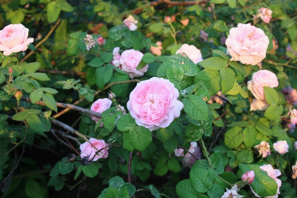 Plant flower petal rose Photo