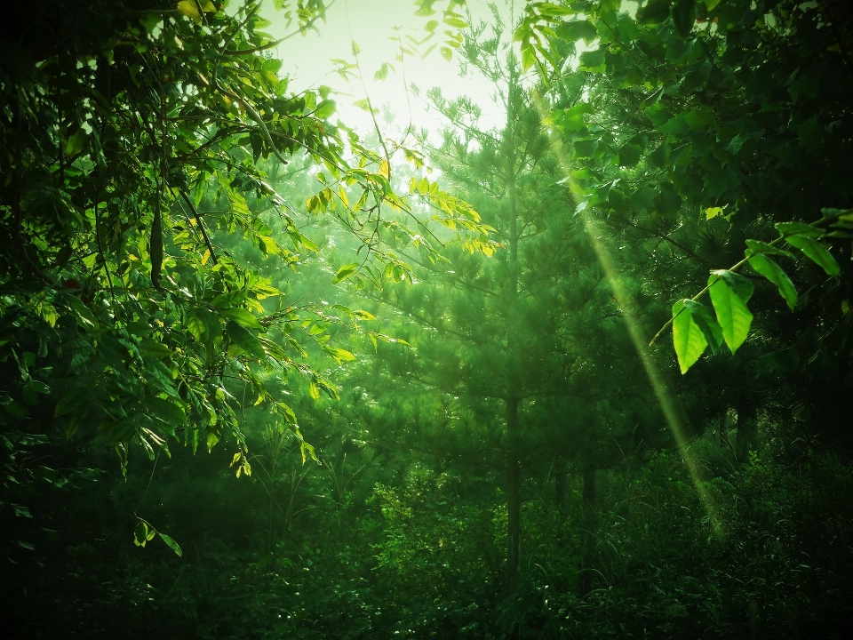 Arbre nature forêt herbe