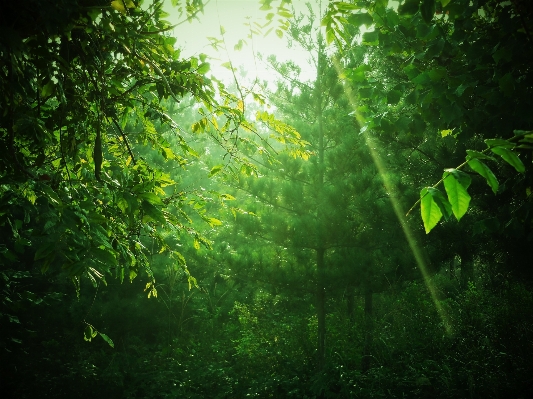 Tree nature forest grass Photo