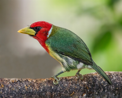 Foto Alam burung margasatwa paruh