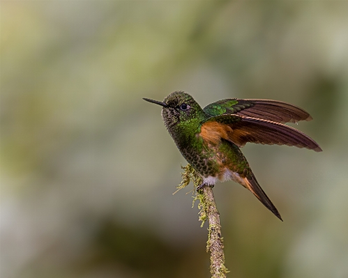 Nature bird flower wildlife Photo