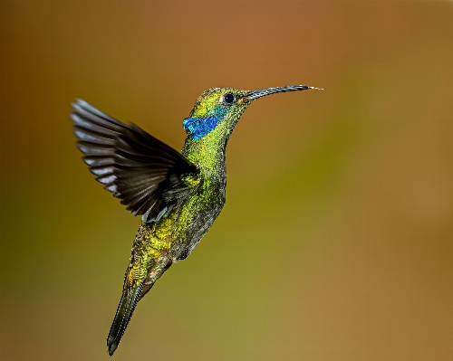 Bird wing beak hummingbird Photo