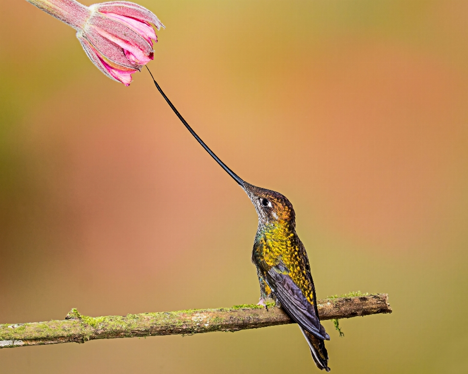 Bifurquer oiseau aile fleur