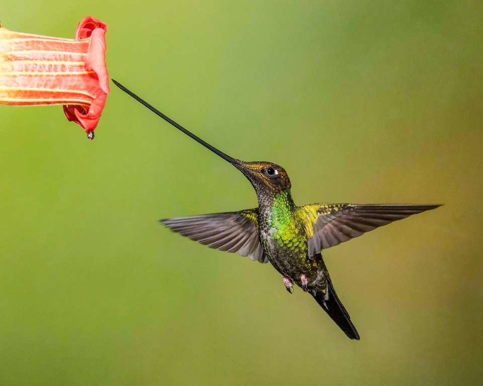 Vogel flügel schnabel kolibri