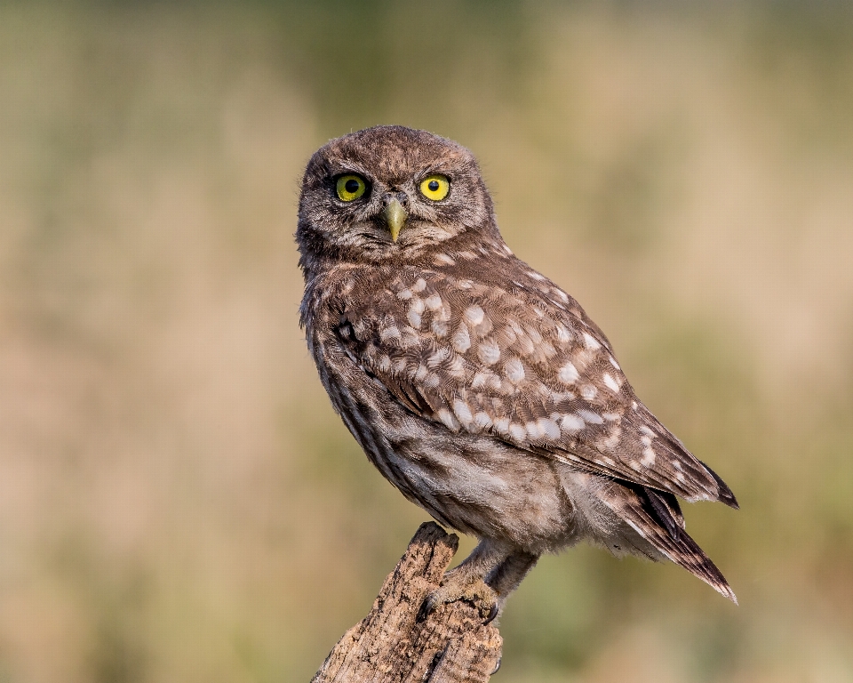 Oiseau faune le bec faucon
