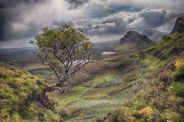 Landscape coast tree nature Photo