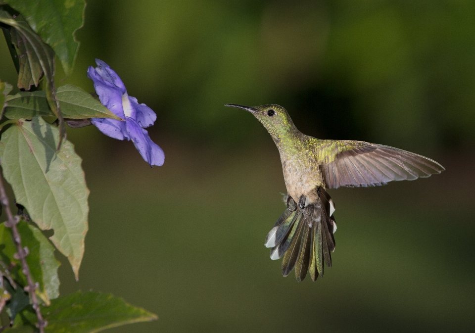 Naturaleza pájaro ala flor