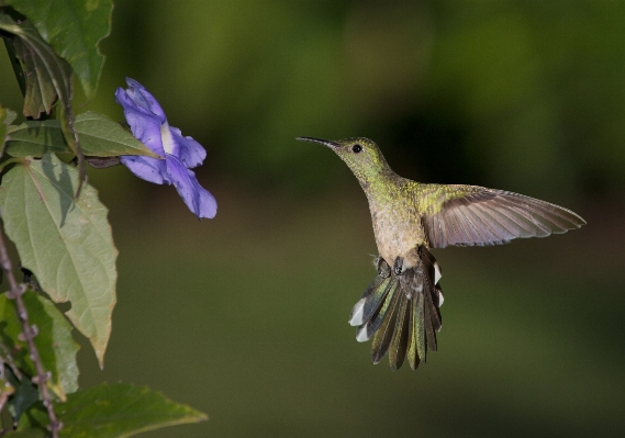 自然 鳥 羽 花 写真