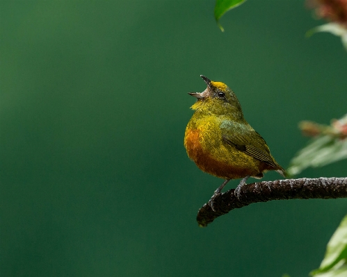 Nature branch bird flower Photo