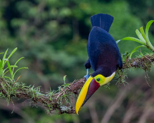 Nature branch bird flower Photo