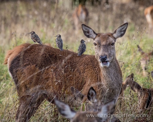 Foto Margasatwa rusa mamalia fauna