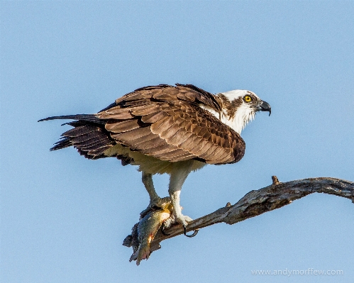 Bird wing male wildlife Photo