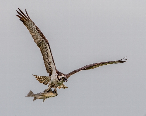 Branch bird wing wildlife Photo