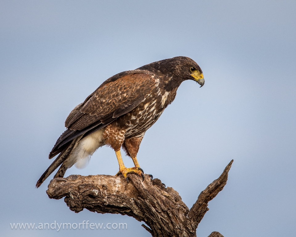 Pájaro ala fauna silvestre pico