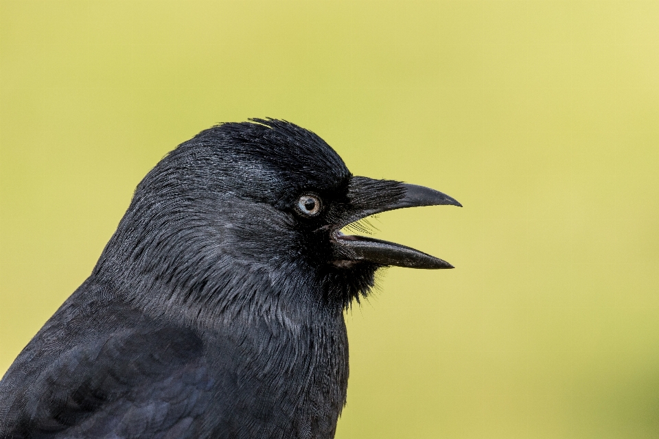 Oiseau aile faune le bec