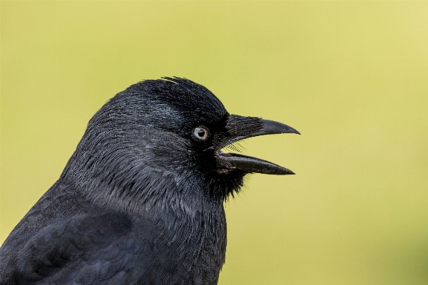 Foto Pássaro asa animais selvagens bico