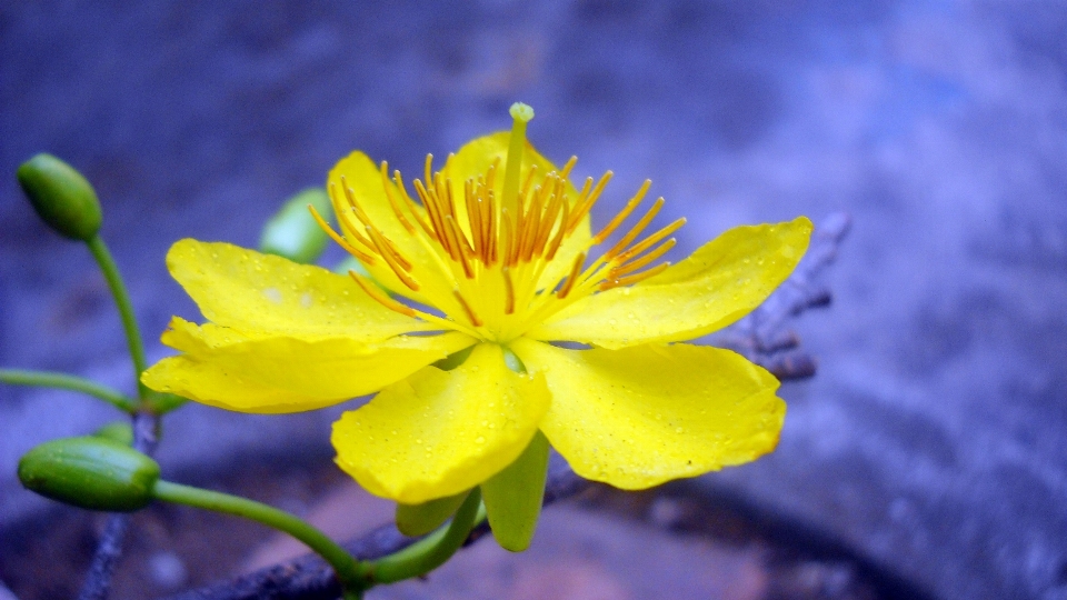 Nature blossom plant photography