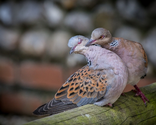 鳥 羽 甘い 野生動物 写真