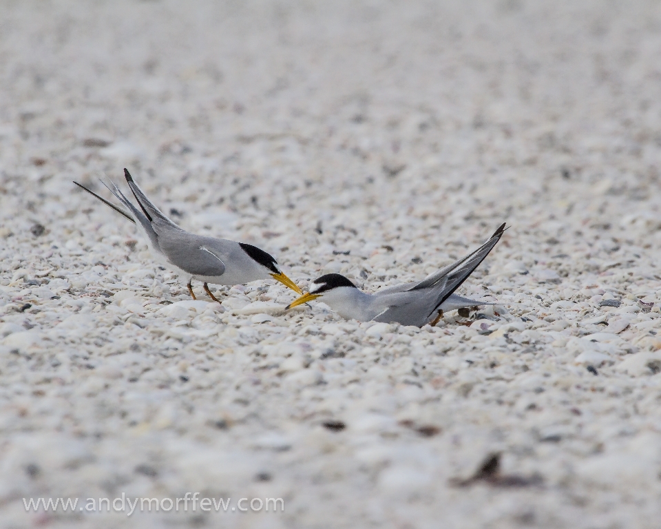 Sable oiseau aile de mer
