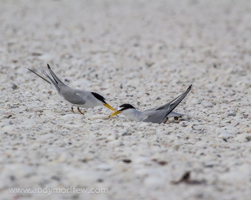 Sand bird wing seabird Photo