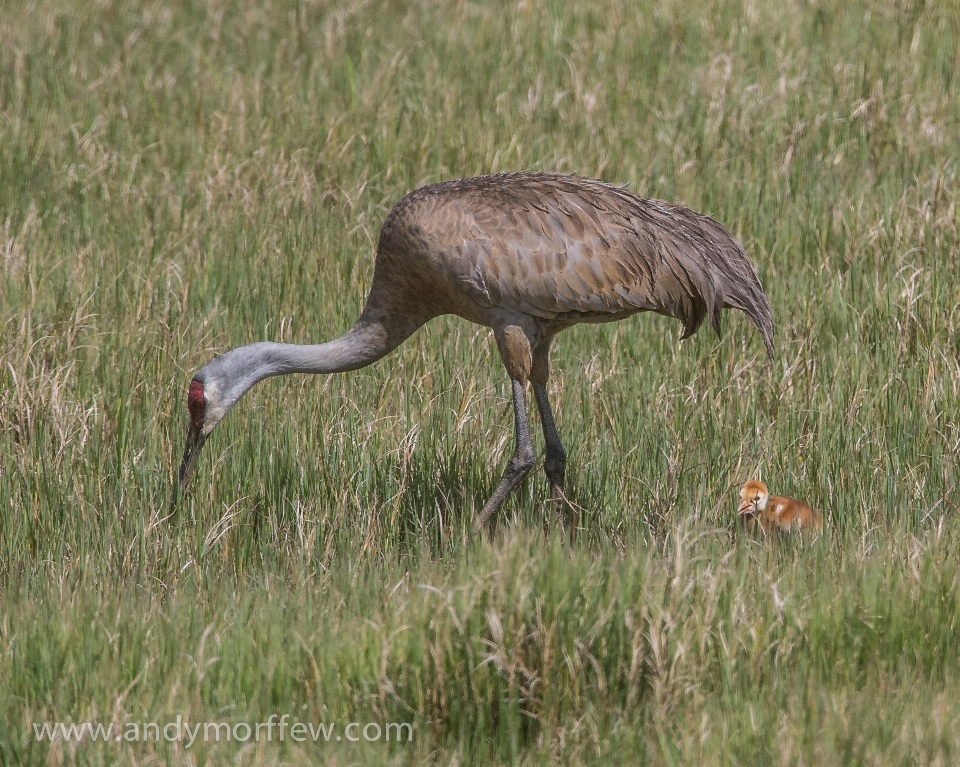 Bird prairie wildlife beak