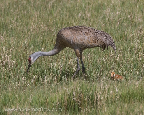 Bird prairie wildlife beak Photo