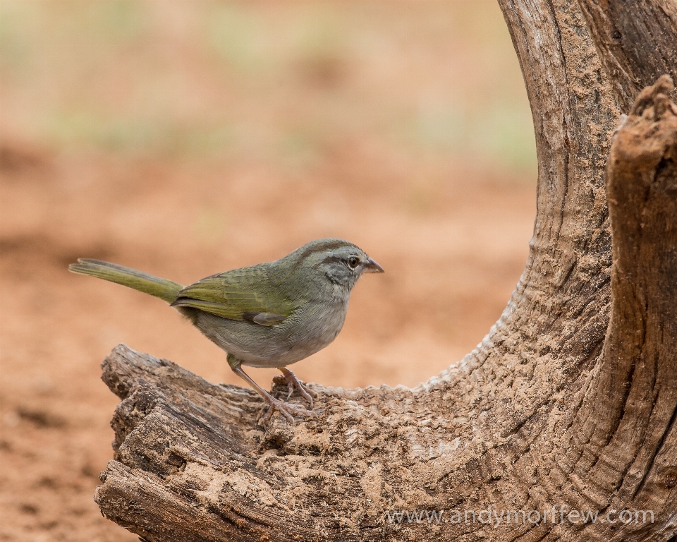 Naturaleza rama pájaro fauna silvestre