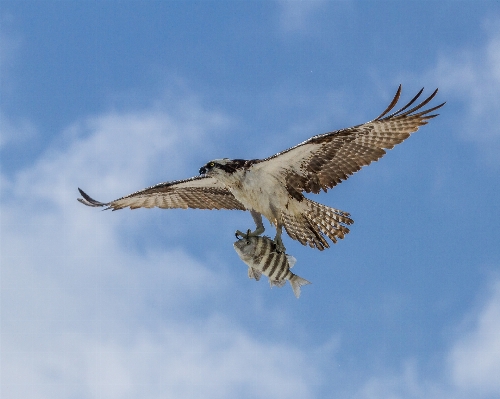 Bird wing beak flight Photo