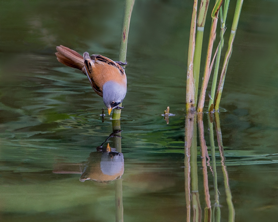 Wasser natur vogel flügel