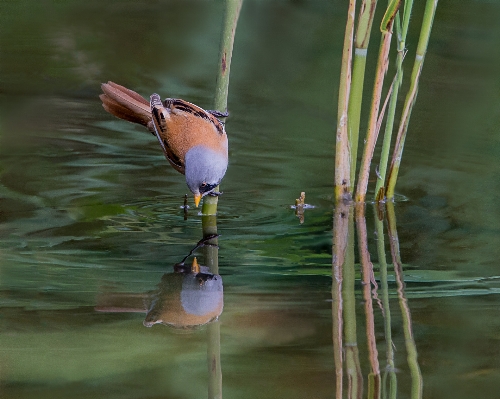 Water nature bird wing Photo