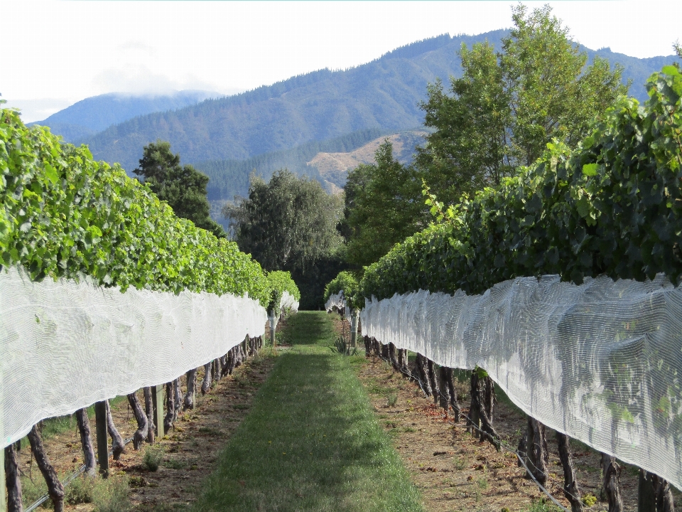 Paisaje vine viñedos vino