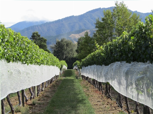 Landscape vine vineyard wine Photo