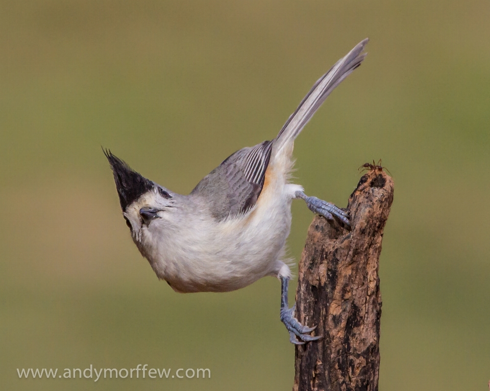 ブランチ 鳥 羽 野生動物