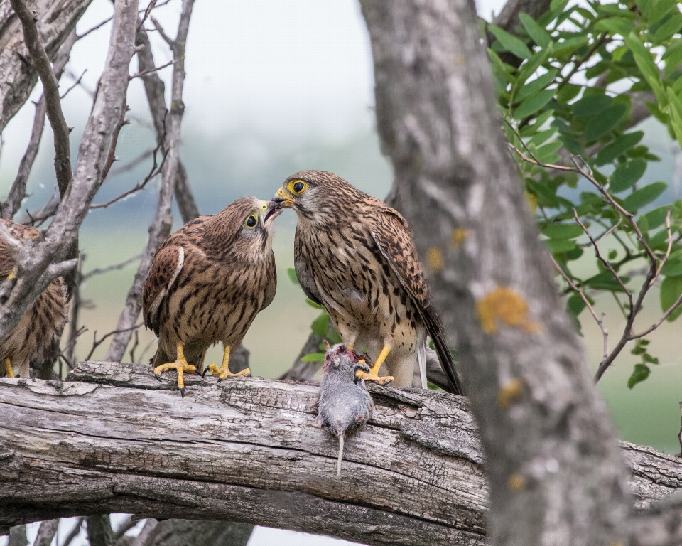 ブランチ 鳥 羽 野生動物