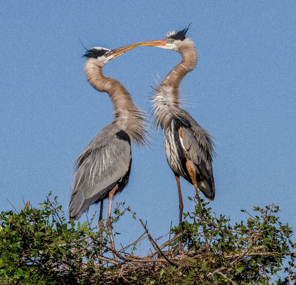 Bird wing pelican wildlife