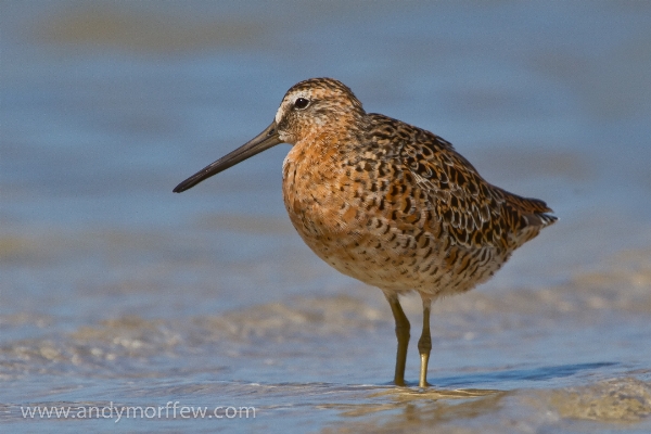 Bird wildlife beak fauna Photo