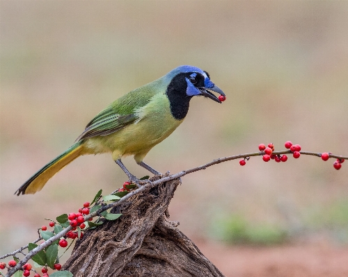 自然 ブランチ 鳥 野生動物 写真