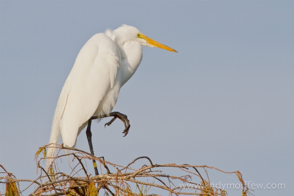 鳥 羽 嘴 fauna 写真