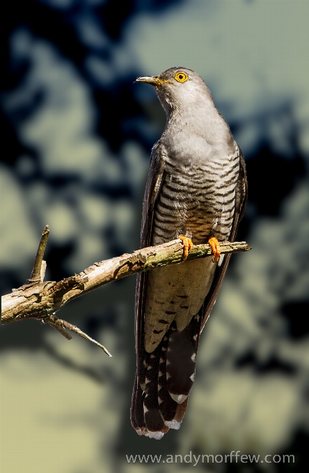 Natur zweig vogel flügel