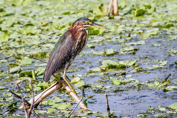 Foto Alam burung margasatwa paruh